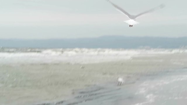 common gull (Larus canus) on the beach of Prora on Rugen island (Germany). searching for food