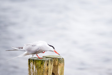 Arctic tern with an itch