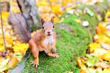 Smiling squirrel in autumn