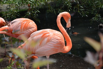 Flamand Rose