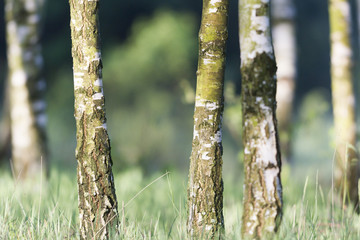 Fototapeta premium trees