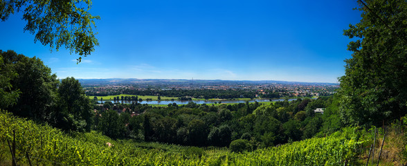 Vineyard