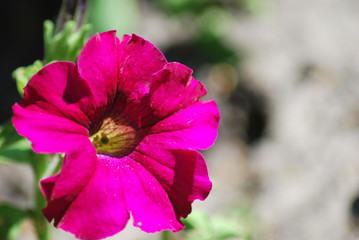 Obraz premium flowers