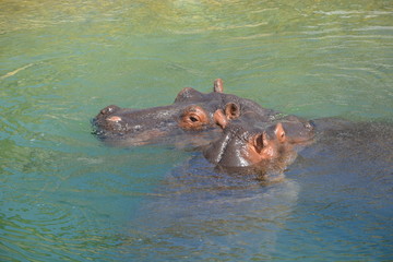 Hyppopotame