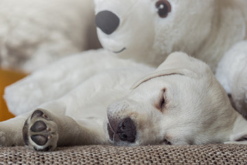 Kuscheltier Eisbär und kleiner süßer labrador welpe schlafen zusammen auf dem sofa 