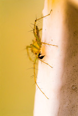 Lynx Spider