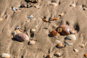 Muscheln am Strand