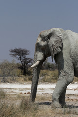 Fototapeta na wymiar Elefant (Loxodonta africana) im Etosha-Nationalpark, Namibia