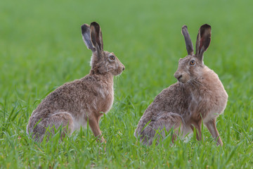 Two bunny in green grass