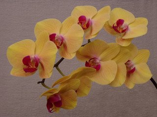 Malaienblume gelb 1