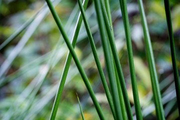 Green fresh grass texture. Background.