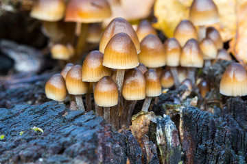 Mushrooms on stump in the forest. Nature background.