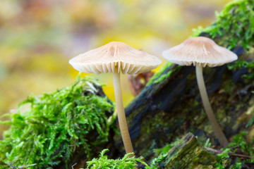 Mushrooms in deep moss forest with green fresh moss