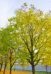 Maple trees in city park on autumn
