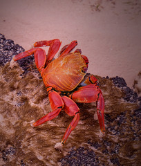 Sally Lightfoot Crab, Galapagos