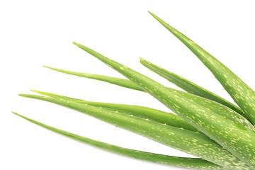 Fresh aloe vera isolated over white