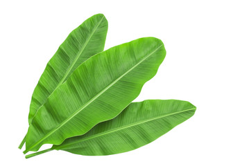 Obraz premium Banana leaves isolated over white. Photo includes three CLIPPING