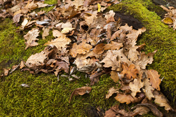 Autumn in Turopolje
