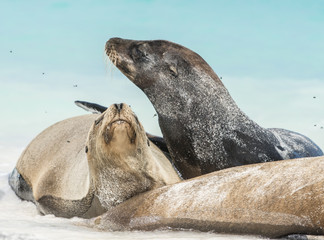 Galapagos Sea Lion Mother and Baby