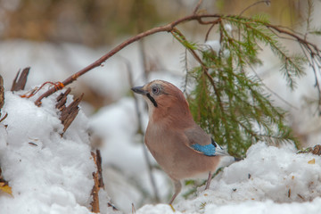 bright jay bird