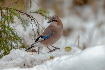 bright jay bird