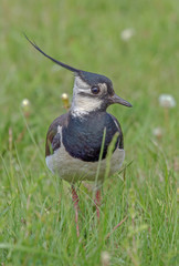 a beautiful bird with a crest sitting in the grass