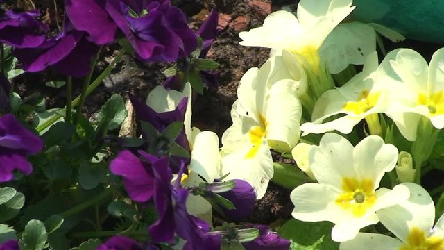 Gelbe Primeln und violette Stiefm&uuml;tterchen
