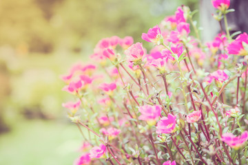 Obraz premium Warm tone color of pink portulaca or moss rose or sun plant or sun rose garden