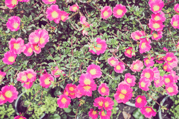 Pink portulaca or moss rose or sun plant or sun rose garden