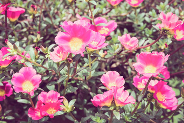 Fototapeta na wymiar Pink portulaca or moss rose or sun plant or sun rose garden