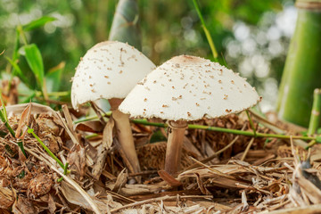 Mushrooms in bamboo forest
