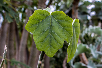 Grünes Blatt