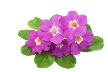 Fresh Mansoa alliacea or Garlic vine flower and leaves isolated over white