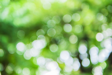 Green leaf with white bokeh abstract for bacground use