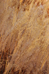 Fototapeta na wymiar Amber waves of autumn grasses