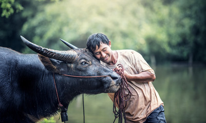 Asian farmer and water buffalo in farm