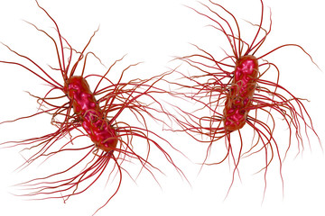 Escherichia coli bacterium isolated on white background, 3D illustration. Gram-negative bacterium with flagella which is part of normal enteric microflora and also causes enteric infections