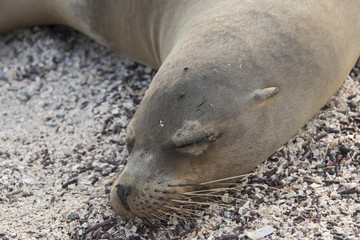 Closeup of Sleeping Galapagos Sea Lion