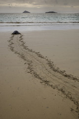 Fototapeta premium Sea Turtle Returning to Sea after Laying Eggs