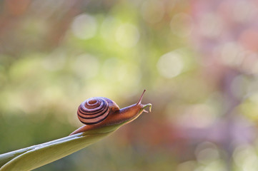 small snail with bokeh