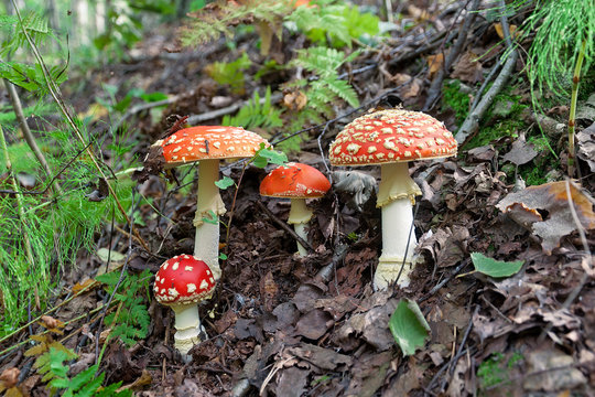 four red spotted mushroom in the forest