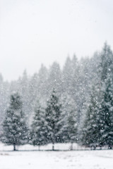 Snow falling heavily in an evergreen forest with focus on snowflakes creating a winter wonderland
