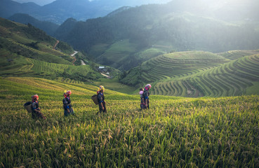 Farmer in rice terrace,Vietnam