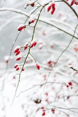 Rose hips covered in snow as it is snowing showing rose bush snowflakes and forest in background in...