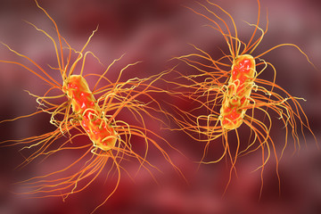 Escherichia coli bacterium, 3D illustration. Gram-negative bacterium with peritrichous flagella which is part of normal intestinal microflora and also causes enteric and other infections