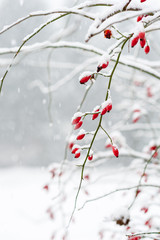 Rose hips covered in snow as it is snowing showing rose bush snowflakes and forest in background in...