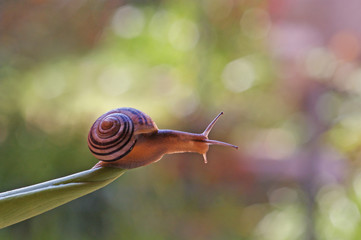 snail with bokeh