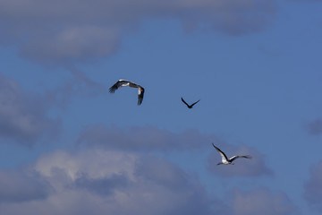Störche auf der Durchreise gen Süden