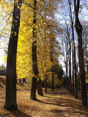 Herbstlandschaft Gegenlicht 2