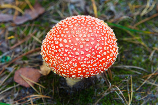 Fly-agaric mushroom in a forest, closeup photo